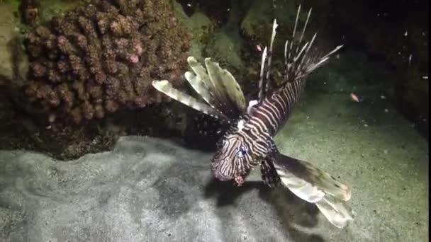 Peştii Vânează Noaptea Leul Comun Pterois Volitans Vânătoarea Pești Înotul — Videoclip de stoc