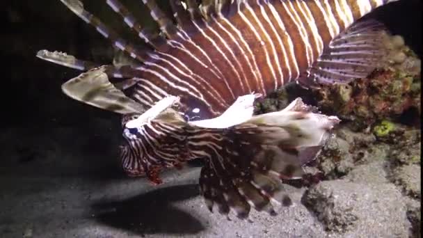 Balıklar Gece Avlanır Sıradan Aslan Balığı Pterois Volitans Bir Mercan — Stok video