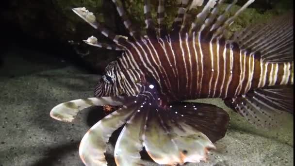 晚上捕鱼 常见的狮子鱼 Pterois Volitans 捕猎和游过珊瑚礁 — 图库视频影像