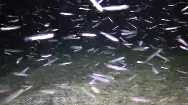 Kızıl Deniz Balığı Gece Videosu Bir Çok Küçük Balık Altı — Stok video