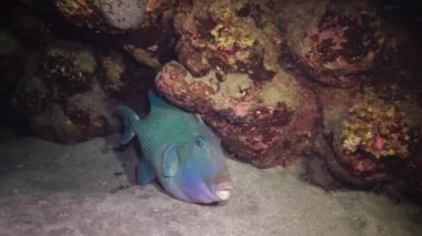 Mavi tetik balığı (Pseudobalistes fuscus), geceleri mercan resifinin altında dinlenen balıklar, Kızıl Deniz, Marsa Alam, Abu Dabab, Mısır