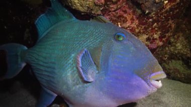 Mavi tetik balığı (Pseudobalistes fuscus), geceleri mercan resifinin altında dinlenen balıklar, Kızıl Deniz, Marsa Alam, Abu Dabab, Mısır