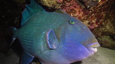 Mavi tetik balığı (Pseudobalistes fuscus), geceleri mercan resifinin altında dinlenen balıklar, Kızıl Deniz, Marsa Alam, Abu Dabab, Mısır