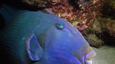 Mavi tetik balığı (Pseudobalistes fuscus), geceleri mercan resifinin altında dinlenen balıklar, Kızıl Deniz, Marsa Alam, Abu Dabab, Mısır