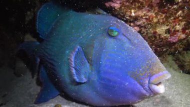 Mavi tetik balığı (Pseudobalistes fuscus), geceleri mercan resifinin altında dinlenen balıklar, Kızıl Deniz, Marsa Alam, Abu Dabab, Mısır