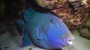 Mavi tetik balığı (Pseudobalistes fuscus), geceleri mercan resifinin altında dinlenen balıklar, Kızıl Deniz, Marsa Alam, Abu Dabab, Mısır