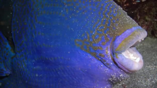 Bécasseau Bleu Pseudobalistes Fuscus Poisson Nuit Reposant Sur Fond Sous — Video