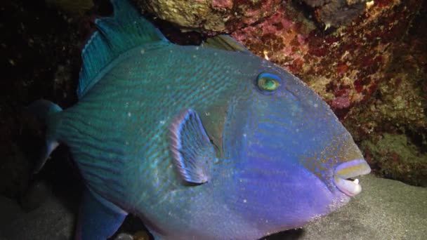 Pez Ballesta Azul Pseudobalistes Fuscus Peces Por Noche Descansando Fondo — Vídeo de stock