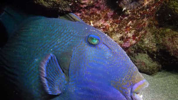 Bécasseau Bleu Pseudobalistes Fuscus Poisson Nuit Reposant Sur Fond Sous — Video