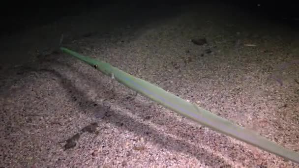 紅海の魚 ナイトビデオ 熱帯魚Cornetfish Fistularia Commersonii はサンゴ礁のサンゴの近くの夜に眠ります マルサ アラム エジプト — ストック動画