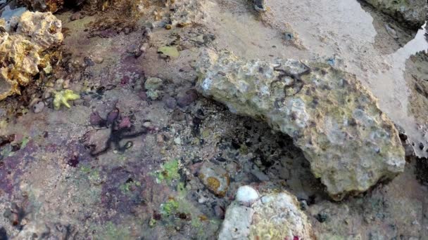 Εύθραυστο Αστέρι Ophiocoma Scolopendrina Σέρνεται Στα Ρηχά Νερά Κοντά Στην — Αρχείο Βίντεο