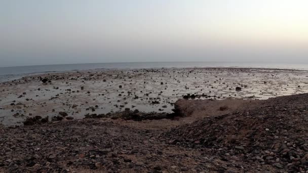 Vroege Walvis Aan Kust Koraalrif Bij Rode Zee Egypte — Stockvideo