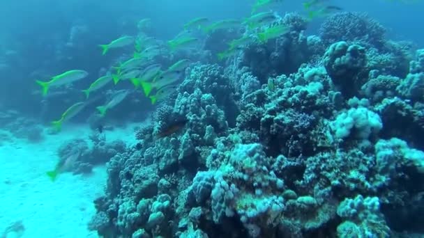 Geelvinvis Mulloides Vanicolensis Een Kudde Vissen Zwemt Langzaam Een Koraalrif — Stockvideo