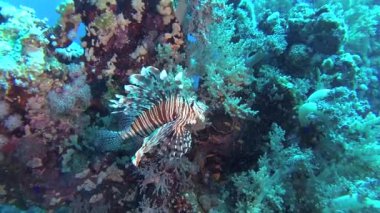 Sıradan aslan balığı (Pterois volitans), bir mercan resifinin üzerinde avlanır ve yüzer. Kızıl Deniz, Mısır