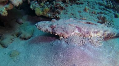 Kızıl Deniz Balığı. Altta yatan halı başlığı (Papilloculiceps longiceps), Mısır, Abu Dabb