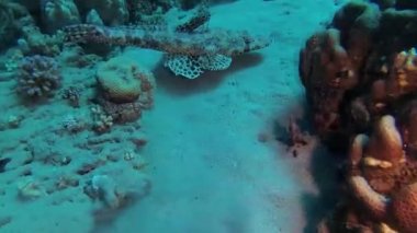 Kızıl Deniz Balığı. Altta yatan halı başlığı (Papilloculiceps longiceps), Mısır, Abu Dabb