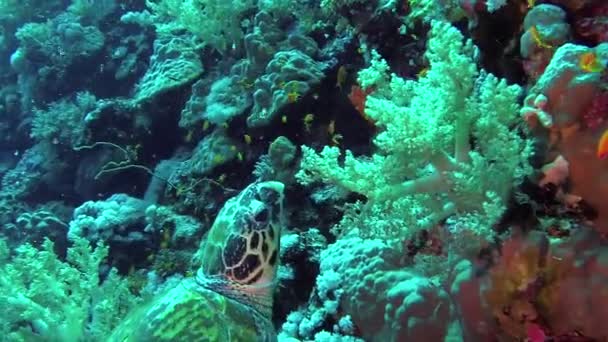 Hawksbill Havssköldpadda Eretmochelys Imbricata Äter Mjuk Korall Revet Elphinstone Röda — Stockvideo