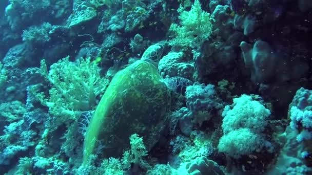 Tartaruga Marinha Hawksbill Eretmochelys Imbricata Come Corais Macios Recife Elphinstone — Vídeo de Stock