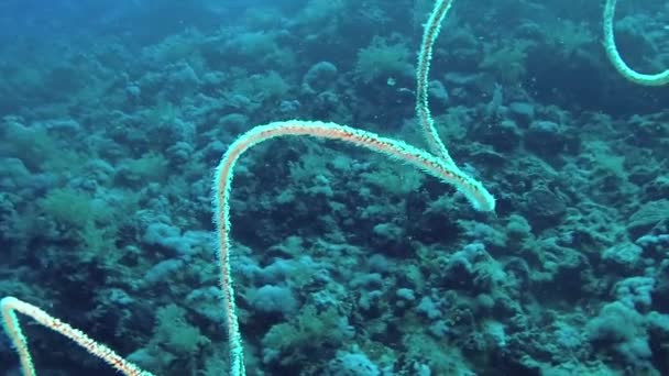 Spiral Korall Cirrhipathes Spiralis Revet Elphinstone Röda Havet Egypten — Stockvideo