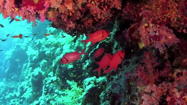 Arrecife Coral Diferentes Tipos Caza Peces Tropicales Cerca Del Arrecife — Vídeos de Stock