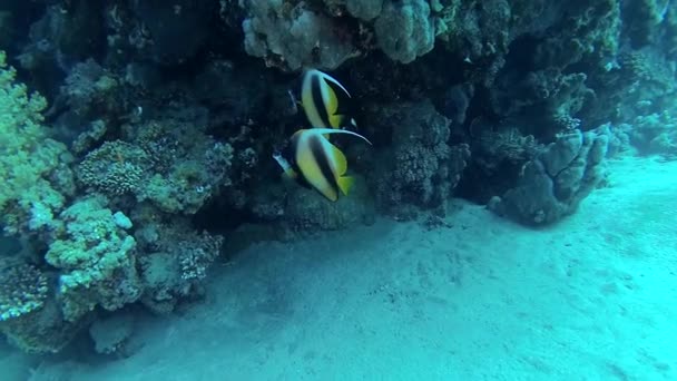 红海的鱼 红海旗鱼 Heniochus Intermediate 鱼在珊瑚礁上游动 — 图库视频影像