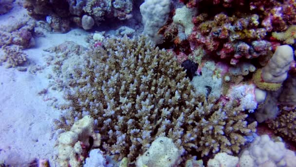 Arrecife Coral Diferentes Tipos Coral Peces Tropicales Naturaleza Del Mar — Vídeos de Stock