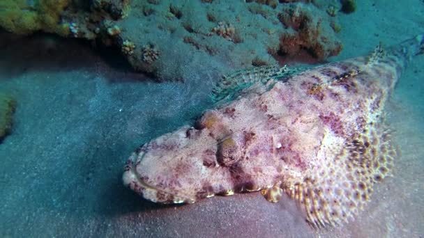 Fish Red Sea Acostado Parte Inferior Alfombra Flathead Papilloculiceps Longiceps — Vídeos de Stock