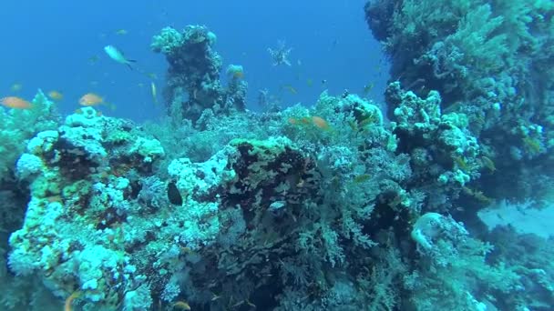 Recif Corali Marea Roşie Abu Dub Peisaj Subacvatic Frumos Pești — Videoclip de stoc