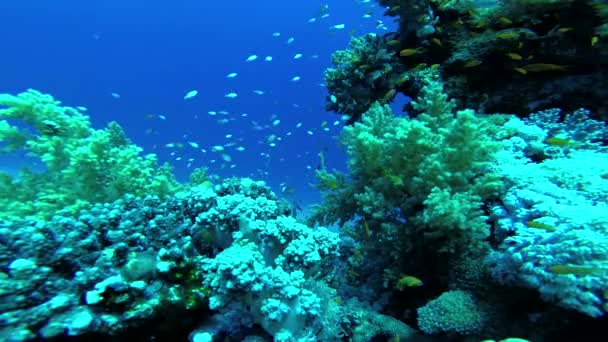 Récif Corallien Dans Mer Rouge Abu Dub Beau Paysage Sous — Video