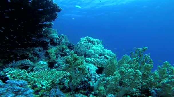 红海的珊瑚礁 美丽的水下景观与热带鱼和珊瑚 生物珊瑚礁 — 图库视频影像