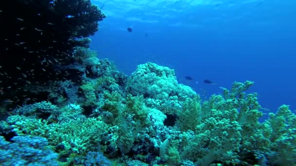 Barriera Corallina Nel Mar Rosso Abu Dub Bellissimo Paesaggio Subacqueo — Video Stock