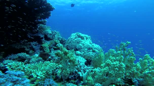 红海的珊瑚礁 美丽的水下景观与热带鱼和珊瑚 生物珊瑚礁 — 图库视频影像