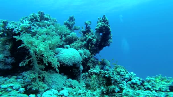 Récif Corallien Dans Mer Rouge Abu Dub Beau Paysage Sous — Video