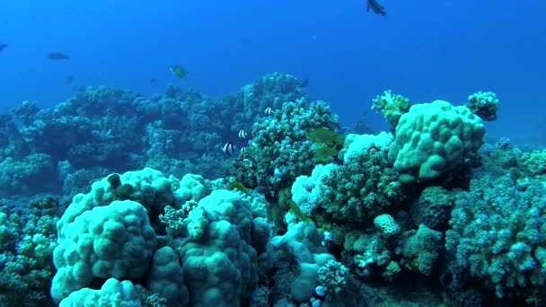 Barriera Corallina Nel Mar Rosso Abu Dub Bellissimo Paesaggio Subacqueo — Video Stock