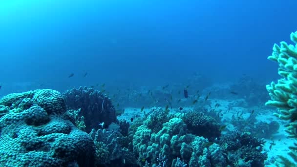 红海的珊瑚礁 美丽的水下景观与热带鱼和珊瑚 生物珊瑚礁 — 图库视频影像