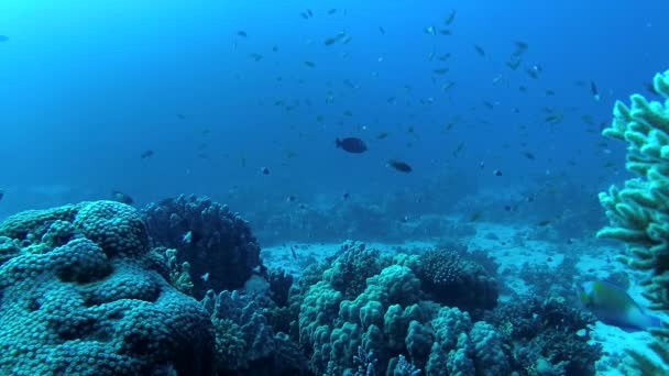 Arrecife Coral Mar Rojo Abu Dub Hermoso Paisaje Submarino Con — Vídeo de stock