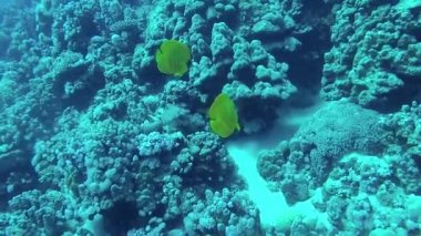 Maskeli kelebek (Chaetodon semilarvatus), bir mercan resifinin üzerinde yavaşça yüzer. Kızıl Deniz, Abu Dubb. Mısır