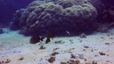 Mercan kayalıkları, resifin yanında avlanan tropik balıkların farklı türleri. Kızıl Deniz