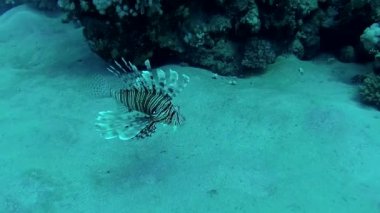 Sıradan aslan balığı (Pterois volitans), bir mercan resifinin üzerinde avlanır ve yüzer. Kızıl Deniz, Mısır