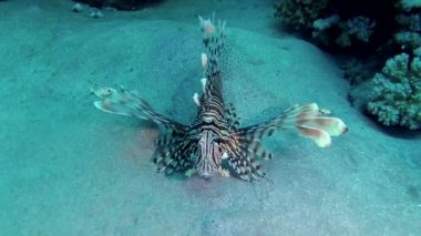Sıradan aslan balığı (Pterois volitans), bir mercan resifinin üzerinde avlanır ve yüzer. Kızıl Deniz, Mısır