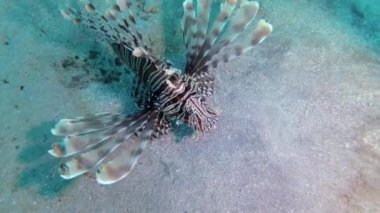 Sıradan aslan balığı (Pterois volitans), bir mercan resifinin üzerinde avlanır ve yüzer. Kızıl Deniz, Mısır