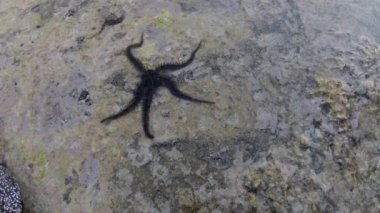 Kırılgan yıldız (Ophiocoma scolopendrina) mercan resifindeki kayaların üzerinde yavaşça sürünüyor, Marsa Alam, Abu Dabab, Mısır