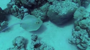 Kızıl Deniz Balığı (Taeniura lymma) Mavi Saksıkuyruklu vatoz vatozu, Kızıl Deniz 'deki mercanlar arasında yer alır veya yüzer, Marsa Alam, Mısır