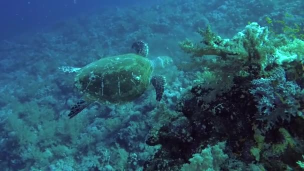 Hawksbill Sea Turtle Eretmochelys Imbricata Eats Soft Corals Reef Elphinstone — 图库视频影像