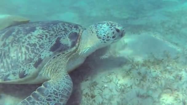 Hawksbill Sea Turtle Eretmochelys Imbricata Eats Soft Corals Reef Elphinstone — 图库视频影像