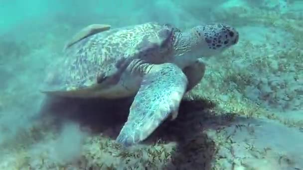 Hawksbill Havssköldpadda Eretmochelys Imbricata Äter Mjuk Korall Revet Elphinstone Röda — Stockvideo