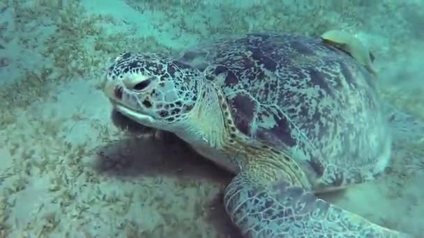 Hksbill Sea Tortle Eretmochelys Imbricata Eats Soft Corals Reef Elphinstone — 비디오