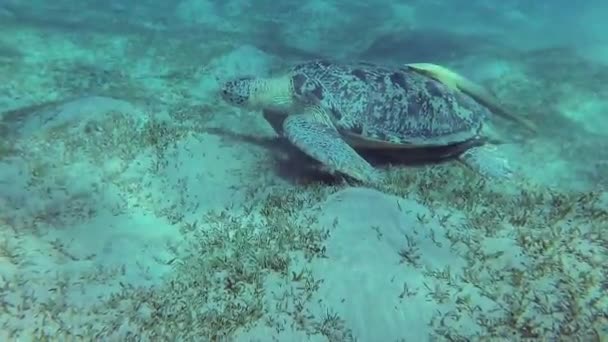 Tartaruga Marinha Hawksbill Eretmochelys Imbricata Come Corais Macios Recife Elphinstone — Vídeo de Stock