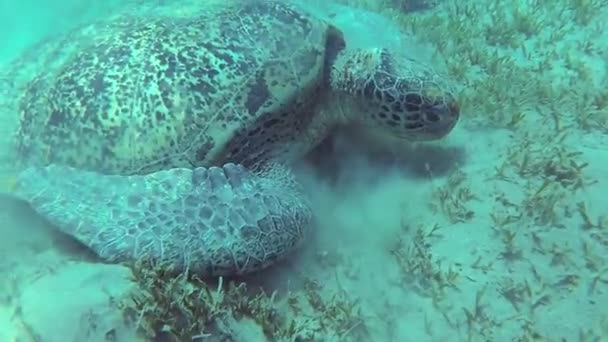 Hawksbill Zeeschildpad Eretmochelys Imbricata Eet Zacht Koraal Het Rif Rode — Stockvideo