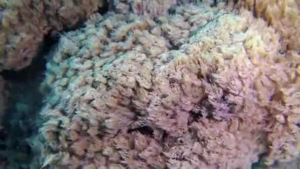 Pesci Coralli Del Mar Rosso Barriera Corallina Nel Mar Rosso — Video Stock